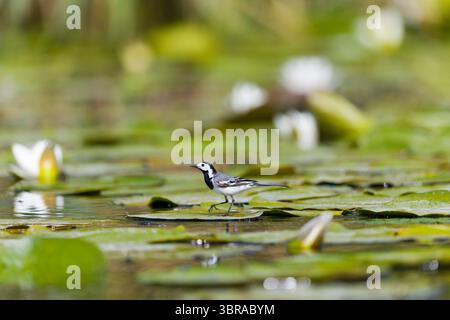 Weiße Bachstelze Motacilla alba, Erwachsener spazieren auf Lilienpads, Donaudelta, Rumänien, Juni Stockfoto