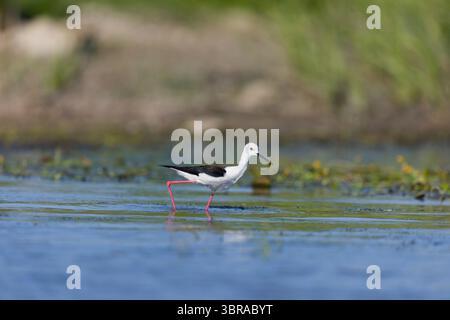 Schwarzflügelige Stelze Himantopus himantopus, erwachsenes Weibchen mit Libellennymphe im Schnabel, Donaudelta, Rumänien, Juni Stockfoto