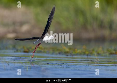 Schwarzflügelige Stelze Himantopus himantopus, erwachsenes Weibchen mit Libellennymphe im Schnabel, Donaudelta, Rumänien, Juni Stockfoto
