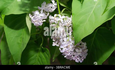 Weiche Fliederblüten tauchen aus saftig grünen Blättern auf und fangen einen ruhigen Frühlingsmoment ein. Stockfoto