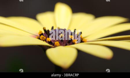 Eine leuchtend gelbe Blume zeigt ihre zarten Blütenblätter und ihr reiches Zentrum in der Schönheit der Natur. Stockfoto