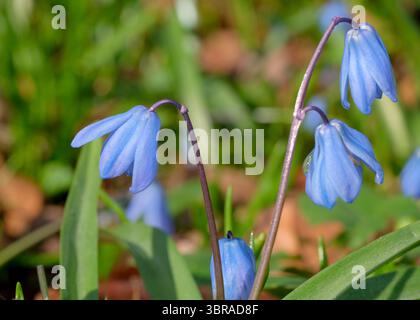 Wunderschöne blaue Blumen blühen anmutig in einem üppig grünen Garten. Stockfoto