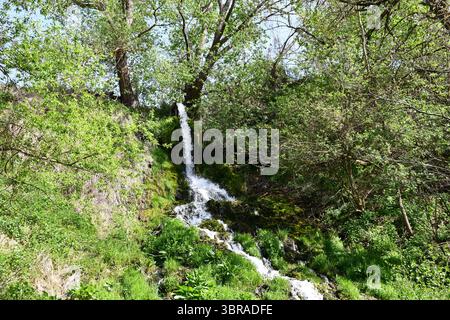 Ein kleiner Wasserfall stürzt einen moosigen Hang hinunter, umgeben von dichten grünen Bäumen und wilder Vegetation, und fängt die friedliche Essenz eines unberührten Vorders ein Stockfoto