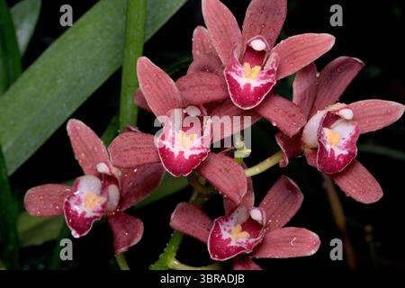 Leuchtend rote Orchideen zeigen komplizierte Muster, während Tau im Sonnenlicht glitzert. Stockfoto