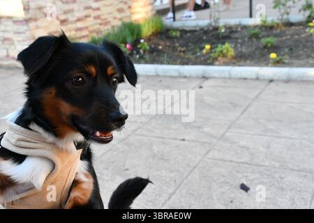 Nahaufnahme eines kleinen dreifarbigen Hundes, der ein Gurtzeug trägt und draußen auf einem Bürgersteig sitzt, mit Pflanzen und Menschen, die im Hintergrund verschwimmen. Stockfoto