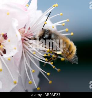 Eine Biene sammelt im Frühling Pollen aus wunderschönen Kirschblüten. Stockfoto