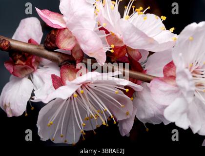 Zarte rosa und weiße Blüten blühen auf einem schlanken Zweig und läuten den Frühling ein. Stockfoto