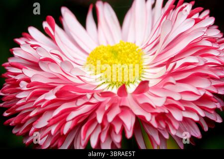 Die Nahaufnahme einer atemberaubenden rosafarbenen Blume zeigt komplizierte Blütenblätter und lebendige Farben. Stockfoto
