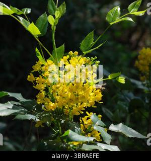 Bienen sammeln in einer üppigen Landschaft viel Nektar von hellgelben Blüten. Stockfoto