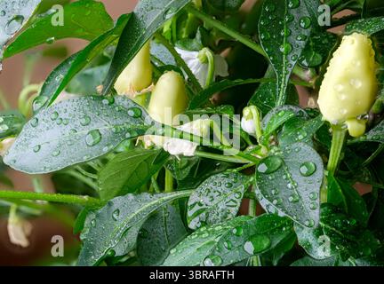 Regentropfen haften an leuchtend grünen Blättern und blühenden Paprika im Sonnenlicht. Stockfoto