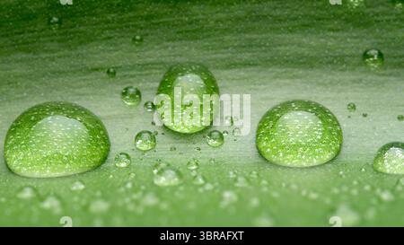 Zarte Wassertröpfchen ruhen auf einem üppigen grünen Blatt und betonen die Schönheit der Natur. Stockfoto