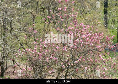 Im Frühling blühen rosafarbene Blumen auf einem Baum in einem ruhigen Garten. Stockfoto