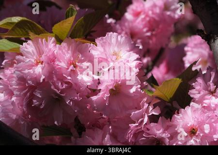 Zarte rosafarbene Kirschblüten erblühen und klingen im warmen Nachmittagslicht. Stockfoto