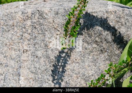 Sonnenlicht wirft komplexe Schatten aus leuchtenden Blättern auf einen strukturierten Felsen. Stockfoto