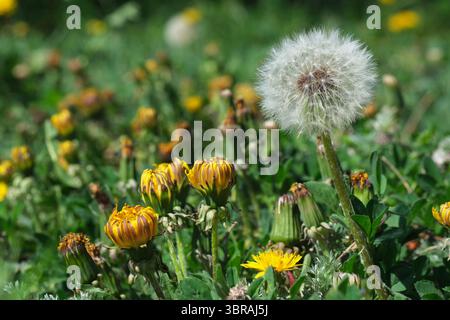 Goldene Löwenzahn blühen neben flauschigen Samenköpfen auf einer lebendigen Wiese. Stockfoto