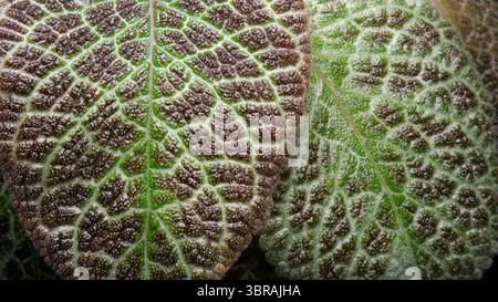 Die Nahansicht zeigt detaillierte Texturen lebendiger Blätter. Stockfoto