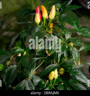 Lebhafte Chilischoten wachsen auf einer üppig grünen Pflanze im Freien. Stockfoto