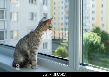 Ein Kätzchen schaut von der Fensterbank durch das Moskitonetz hinunter und beobachtet sorgfältig und neugierig die umliegende Landschaft in einem Wohngebiet. Stockfoto