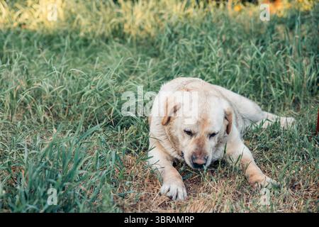labrador liegt auf grünem Gras entspannend im Freien nasser Pelzhund im Garten im Garten im Sommer goldenes Licht in der Natur Konzept der Tierpflege Stockfoto