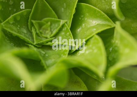 Saftige Rosettenblätter bilden ein Spiralmuster in Makros, mit wachsartiger Textur und Wassertröpfchen Stockfoto
