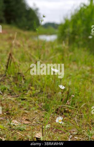 Zwei zarte weiße Gänseblümchen stehen im Fokus zwischen grünem Gras und Laub, mit einem verschwommenen Teich oder Wasserkörper im Hintergrund. Stockfoto