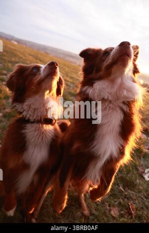 Zwei Hunde stehen auf einem Feld, einer blickt in den Himmel Stockfoto