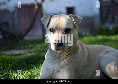 Ein heller Mischhund, der auf grünem Gras in einem Hinterhof liegt. Der Hund sieht aufmerksam und aufmerksam aus, bei natürlichem Licht mit verschwommenem Hintergrund Stockfoto