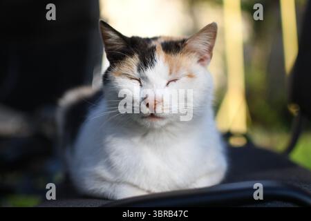 Eine entspannte Calico-Katze mit geschlossenen Augen sitzt draußen auf einem Stuhl und genießt die Wärme der Sonne. Die geringe Schärfentiefe betont die Ruhe und den Frieden Stockfoto