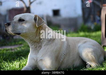 Ein heller Mischhund, der auf grünem Gras in einem Hinterhof ruht. Seitliche Profilansicht des Haustiers, der auf einer sonnigen da aufmerksam in die Ferne blickt Stockfoto