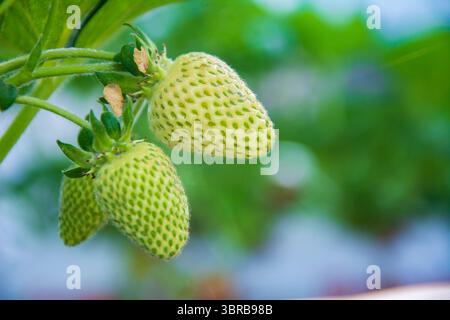 Nahaufnahme zweier unreifer Erdbeeren in einem Erdbeergewächshaus Stockfoto