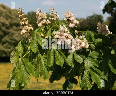 Rosskastanie, Rosskastanie, Europäische Rosskastanie, Buckeye oder Conker Tree Flowers, Aesculus hippocastanum, Sapindaceae. Ein großer Baum. Stockfoto