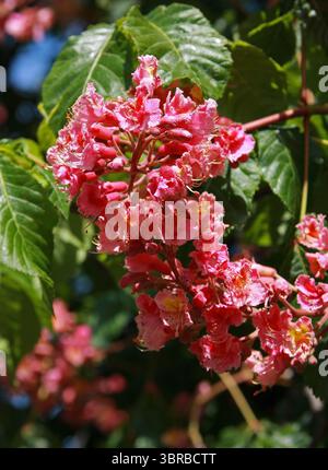 Rosskastanie, Aesculus carnea, Hippocastanaceae. Aesculus x carnea, oder Rote Rosskastanie, ist ein mittelgroßer Baum mit künstlicher Hybride. Stockfoto