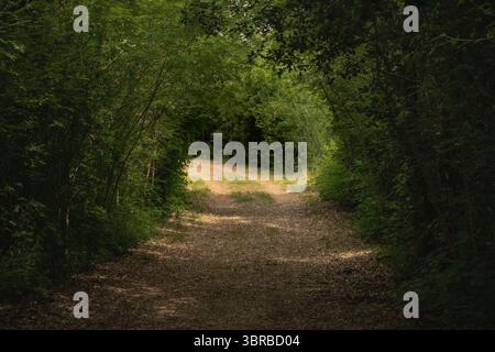 Pfad im WWF Wildlife Reserve von Orbetello, Toskana - Italien Stockfoto