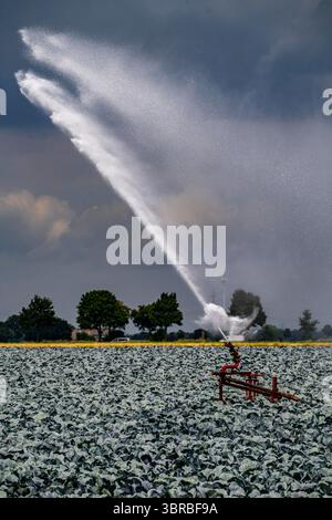 Landwirtschaft, künstliche Bewässerung eines Feldes, Sprinkleranlage, Kohlanbau, Rotkohl, bei Kempen am Niederrhein, Nordrhein-Westpha Stockfoto