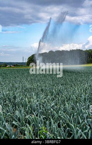 Landwirtschaft, künstliche Bewässerung eines Feldes, Sprinkleranlage, Porree, östlich von Nettetal, Niederrhein, Nordrhein-Westfalen, Deutschland Stockfoto