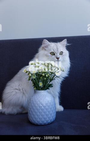 Eine bezaubernde Szene mit einer wunderschönen Katze, die anmutig neben einer Vase frischer Blumen auf einem dunklen Sofa sitzt, perfekt für ein gemütliches Zuhause Stockfoto