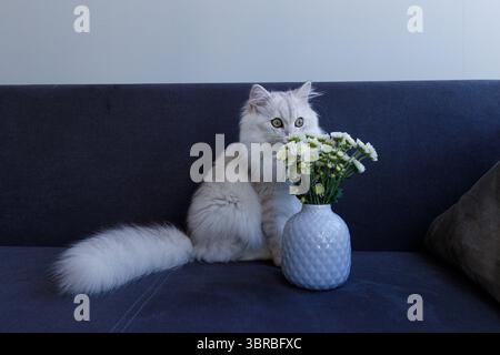 Charmante Katze, die anmutig neben einer Keramikblumenvase mit frischen weißen Blüten auf einer modernen Couch in einem hellen, gemütlichen Wohnbereich sitzt Stockfoto