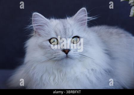 Ein prächtiger Silbermantel und rätselhafte grüne Augen: Fesselnde Nahaufnahme einer wunderschönen Katze vor dunklem Hintergrund Stockfoto