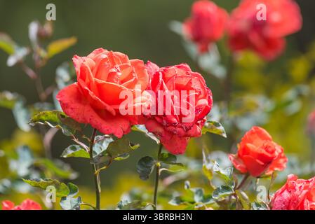 Schöne Rosenblume Nahaufnahme Stockfoto