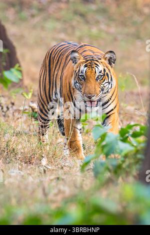 Königlicher bengalischer Tiger, der im Wald spaziert Stockfoto