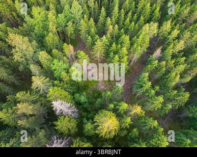 Top-Down-Drohnenaufnahme eines borealen Waldes in Estland, der eine Rodung von Holzeinschlag zeigt. Forstwirtschaft und Umweltkonzept. Stockfoto