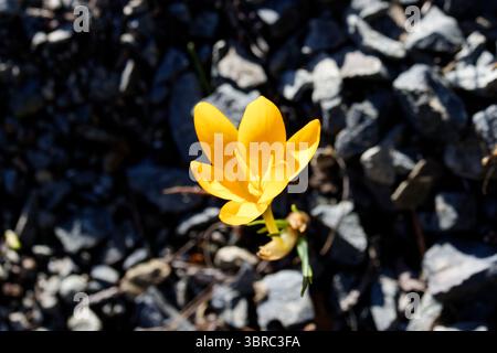 Crocus chrysanthus, der Schneekrokus oder Goldkrokus, ist eine Art blühender Pflanze aus der Familie der Iridaceae. Stockfoto
