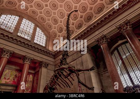 New York, New York - 17. Februar 2022: Ausstellungen im Natural History Museum in New York Stockfoto