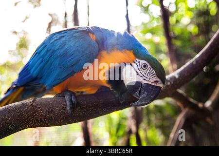 Aras Barsch, ruht in einer sonnigen Umgebung. Vogelpapageienaras Stockfoto