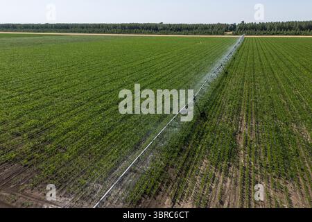 Luftaufnahme eines landwirtschaftlichen Bewässerungsdrehsystems auf einem Maisfeld Stockfoto