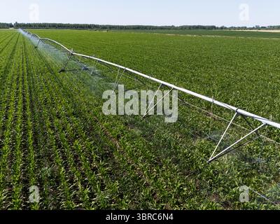 Luftaufnahme eines landwirtschaftlichen Bewässerungsdrehsystems auf einem Maisfeld Stockfoto