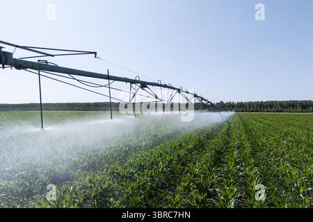 Landwirtschaftliche Drehbewässerung auf einem Maisfeld Stockfoto