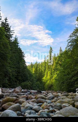 Foto von Flussfelsen mit Vegetation im Hintergrund Stockfoto