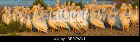 Eine Schar amerikanischer weißer Pelikane, die sich bei Sonnenuntergang versammeln und schlüpfen. Sunnyvale Baylands, Santa Clara County, Kalifornien. Stockfoto