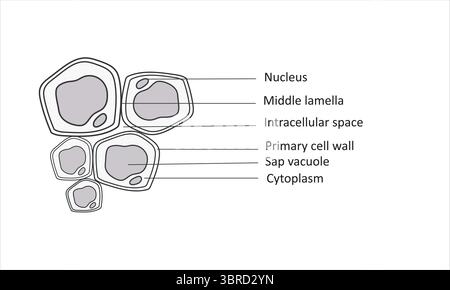 Beschriftetes Strukturdiagramm Der Anlagenzelle Stock Vektor